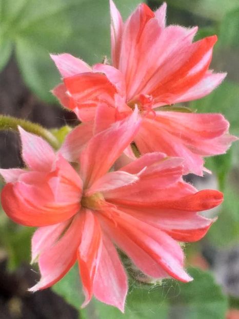  - Continuare la albumul Flori 2020