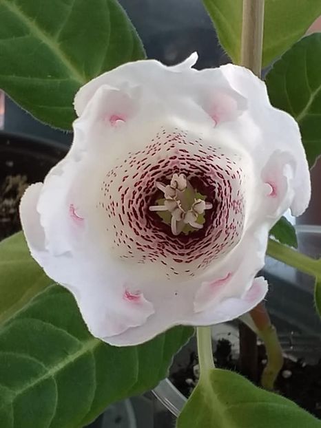  - Gloxinia 2020