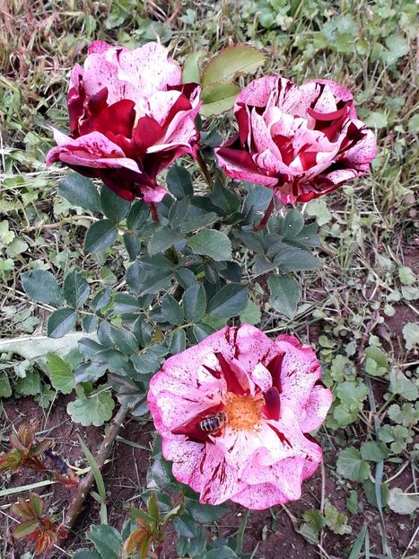  - TRANDAFIRI_2019_2020_2024