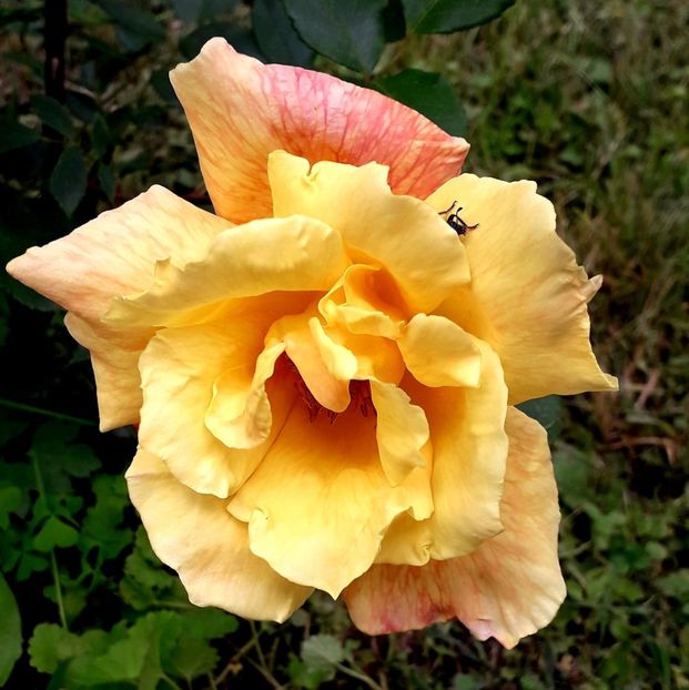  - TRANDAFIRI_2019_2020_2024