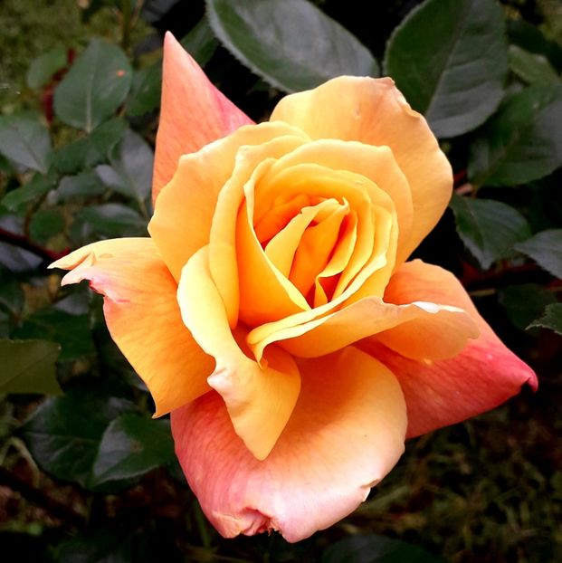  - TRANDAFIRI_2019_2020_2024