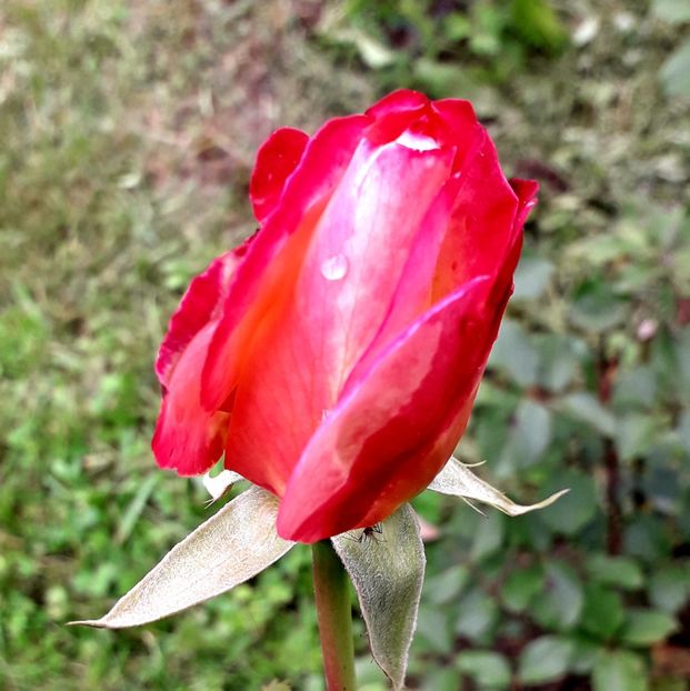  - TRANDAFIRI_2019_2020_2024