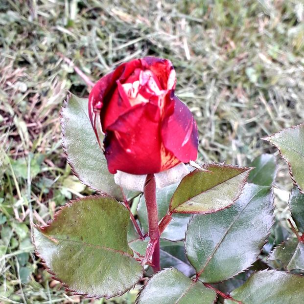  - TRANDAFIRI_2019_2020_2024