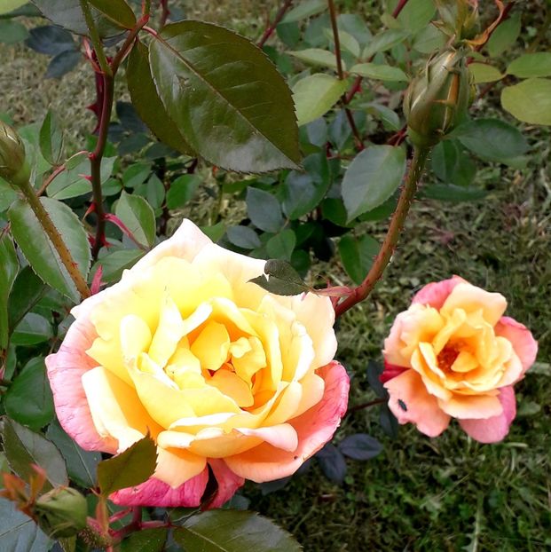  - TRANDAFIRI_2019_2020_2024