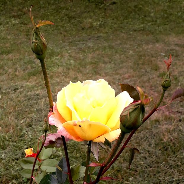  - TRANDAFIRI_2019_2020_2024