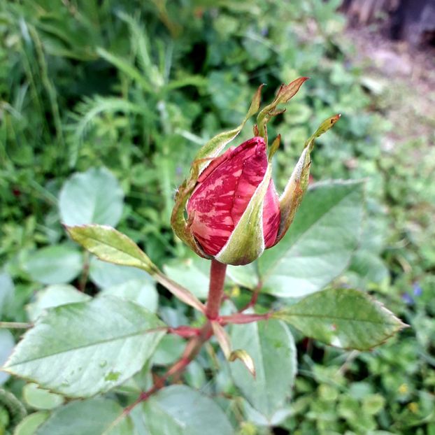  - TRANDAFIRI_2019_2020_2024