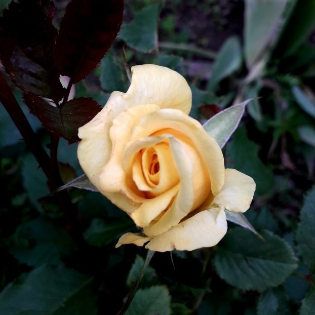  - TRANDAFIRI_2019_2020_2024