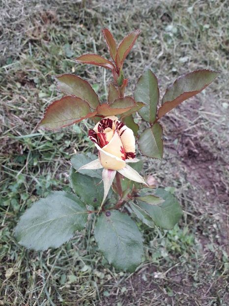  - TRANDAFIRI_2019_2020_2024