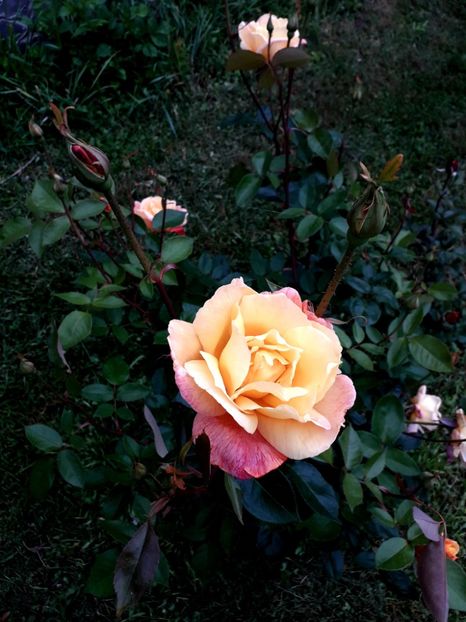  - TRANDAFIRI_2019_2020_2024