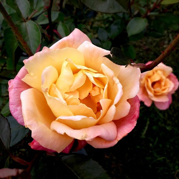  - TRANDAFIRI_2019_2020_2024