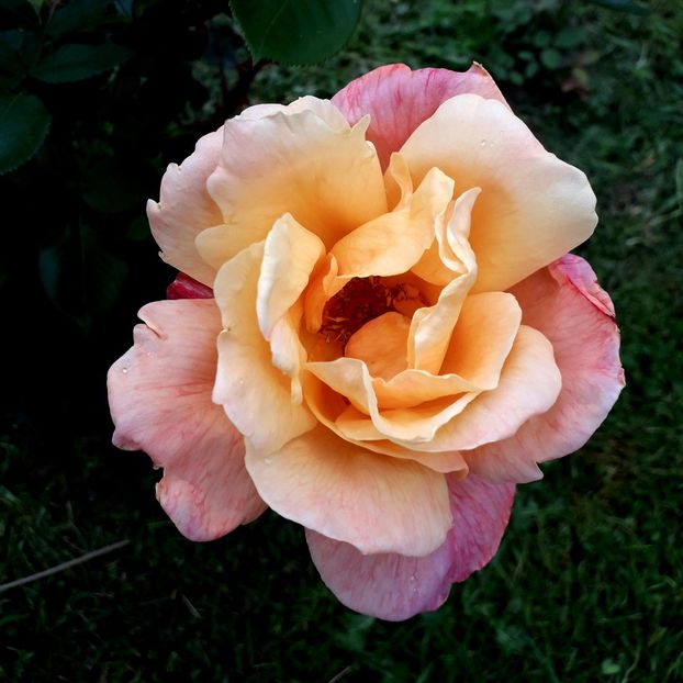  - TRANDAFIRI_2019_2020_2024