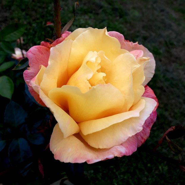  - TRANDAFIRI_2019_2020_2024