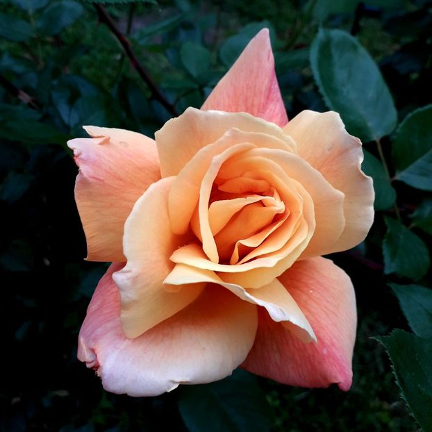  - TRANDAFIRI_2019_2020_2024