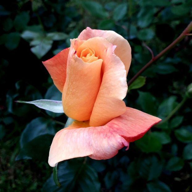  - TRANDAFIRI_2019_2020_2024