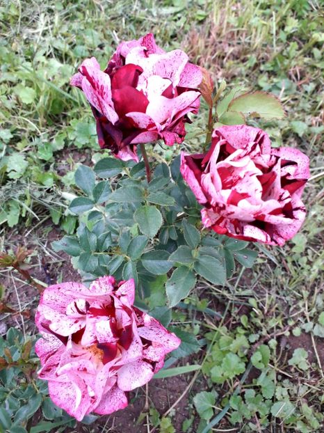  - TRANDAFIRI_2019_2020_2024