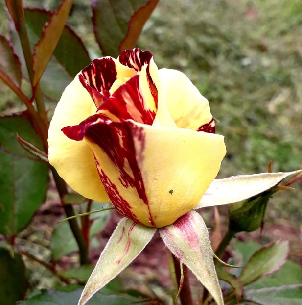  - TRANDAFIRI_2019_2020_2024