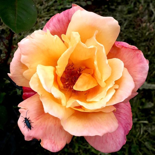  - TRANDAFIRI_2019_2020_2024