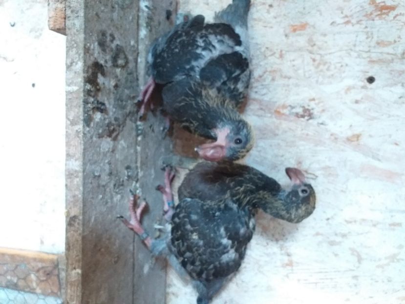 Negri2020 - Germani 2015-2023