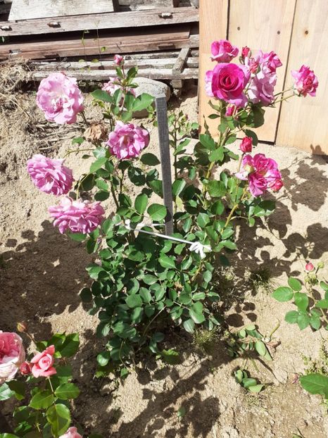  - Trandafiri 2020-2023