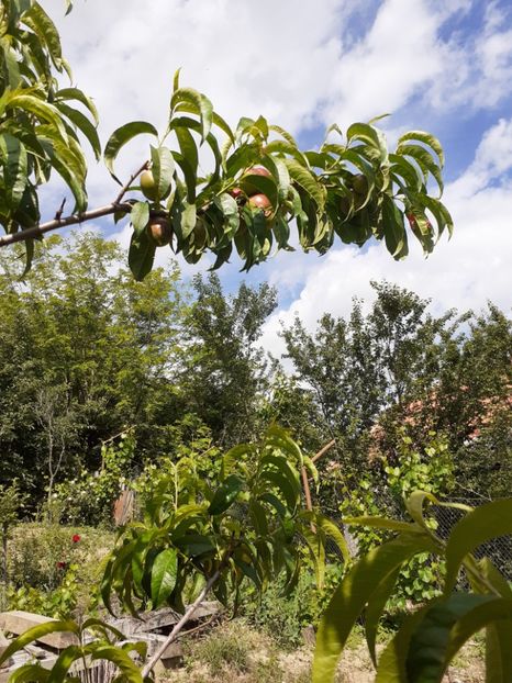  - Pomi de la nea Sorel