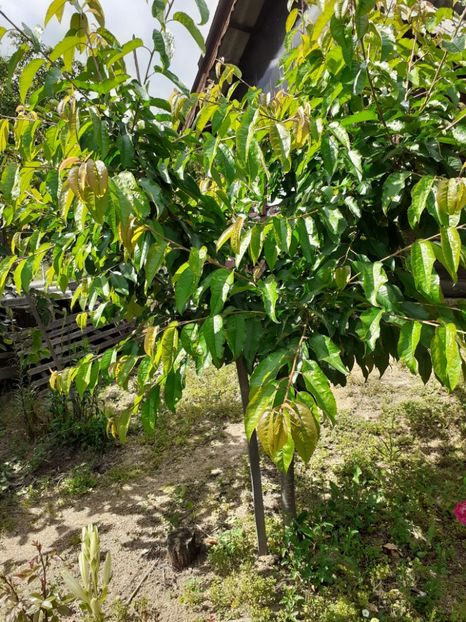  - Pomi de la nea Sorel