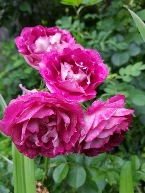 Let's - Trandafiri 20 Ii