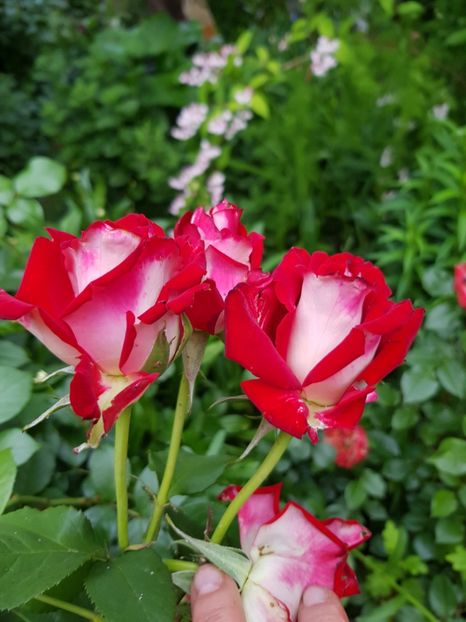 Alliantz - Trandafiri 20 Ii