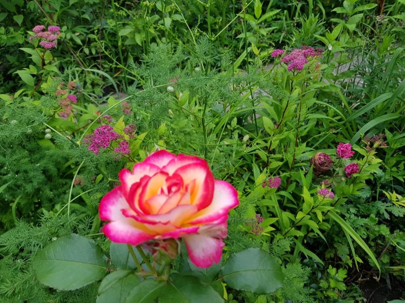 Leo ferre - Trandafiri 20 Ii