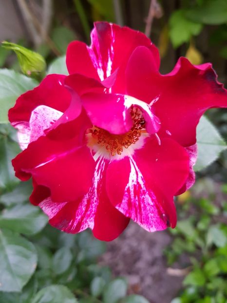 Crezut for you - Trandafiri 20 Ii