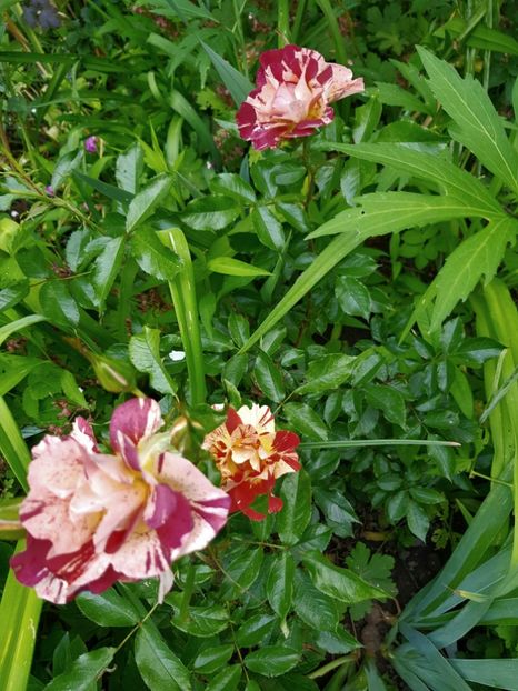 Summer lodge - Trandafiri 20 Ii