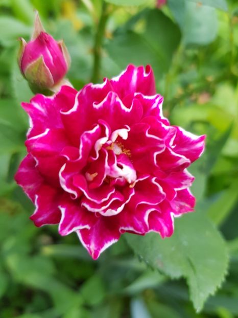 Roger - Trandafiri 20 Ii