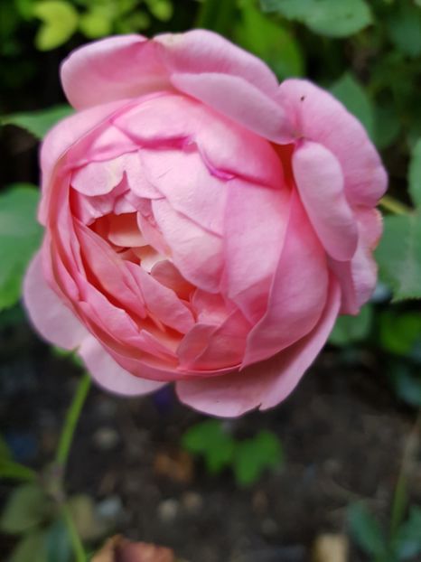 A 14 Urcator - Trandafiri 20 Ii