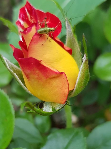 K &M - Trandafiri 20 Ii