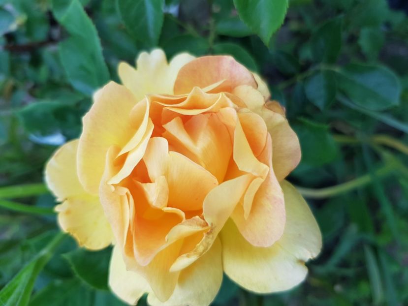 La parisienne - Trandafiri 20 Ii