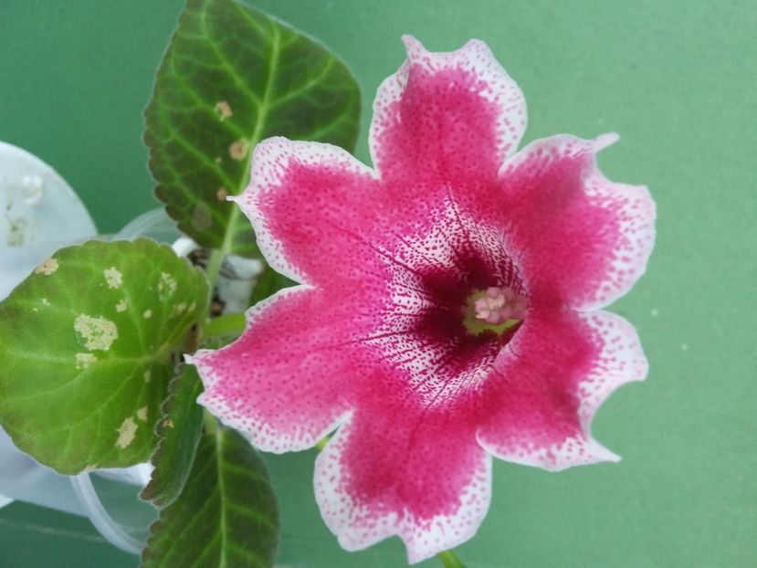 Slipper roz  (1-06-2020)" - Gloxinii 2020