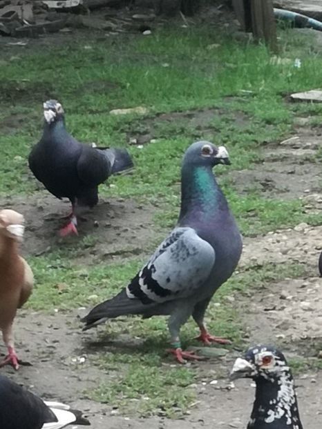 M 2019 - PT UN PRIETEN