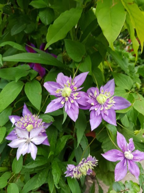  - Clematite 2020-2023