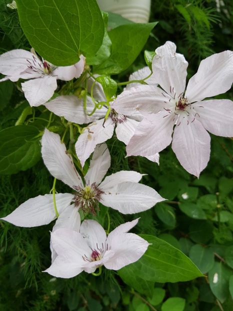  - Clematite 2020-2023