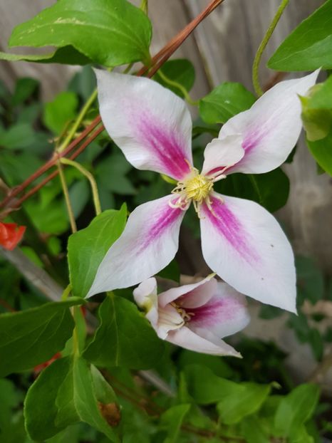  - Clematite 2020-2023