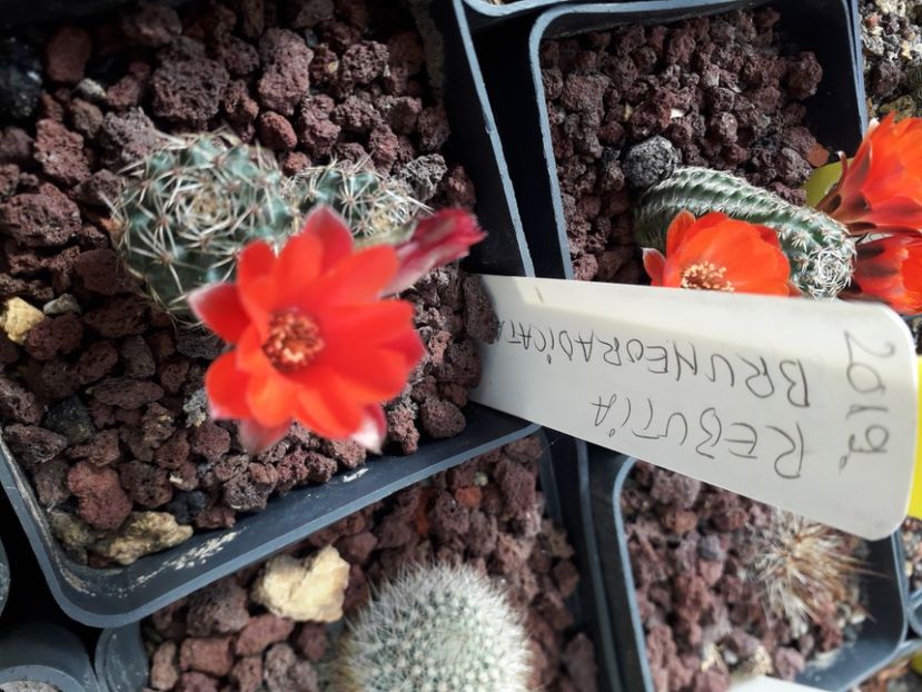 Rebutia bruneoradicata - Cactusi înfloriti 2020