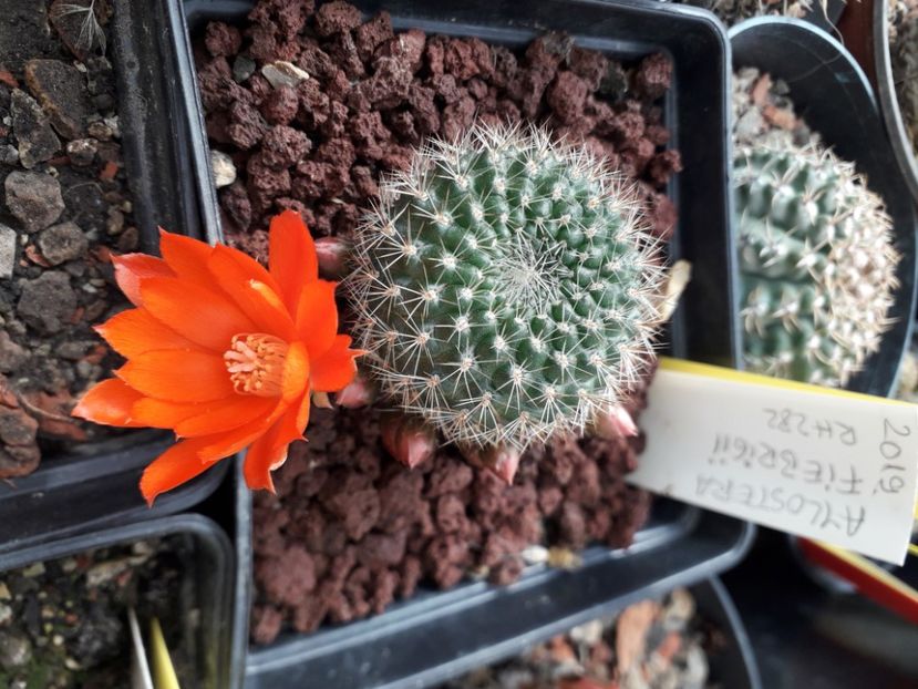Aylostera fiebrigii RH 282 - Cactusi înfloriti 2020