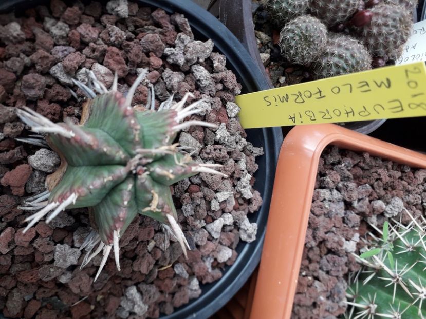 Euphorbia meloformis - Cactusi înfloriti 2020