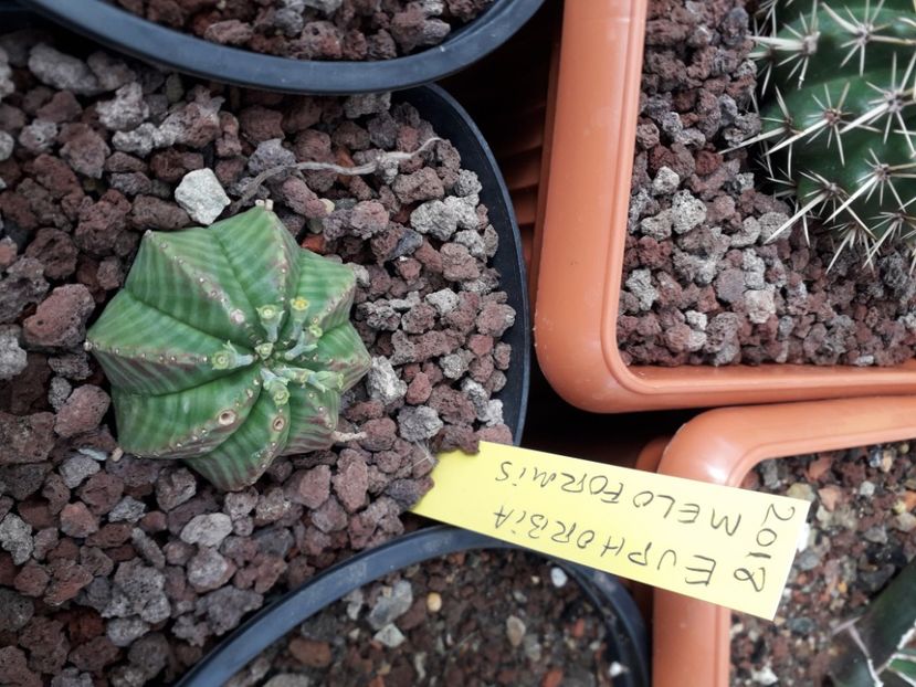 Euphorbia meloformis variegata - Cactusi înfloriti 2020