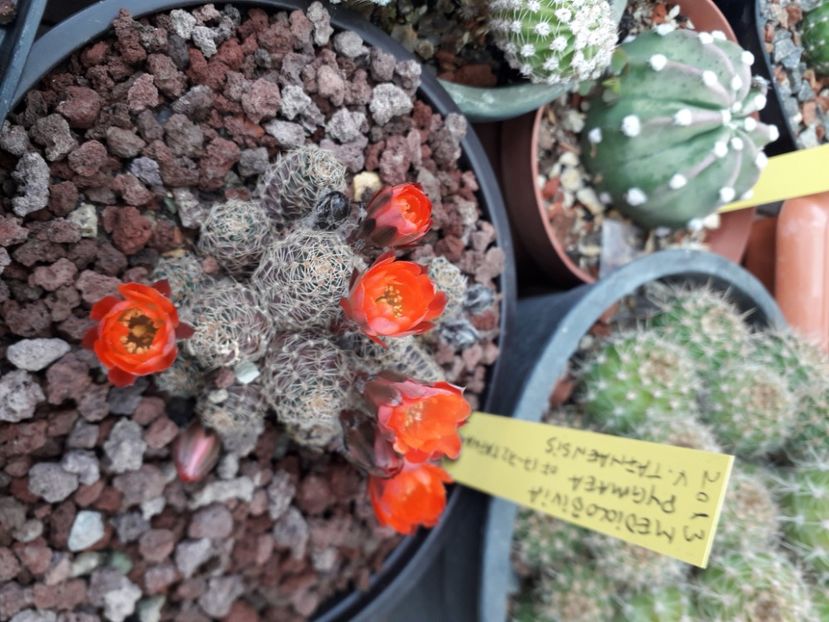 Mediolobivia pygmaea v tafnaensis - Cactusi înfloriti 2020