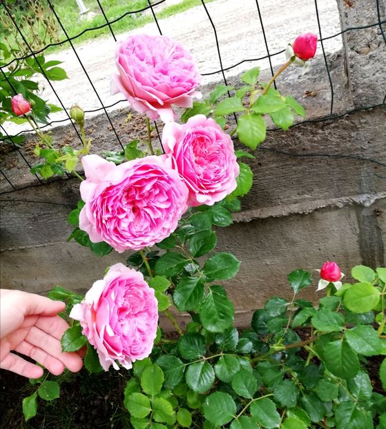  - Princess Alexandra of Kent