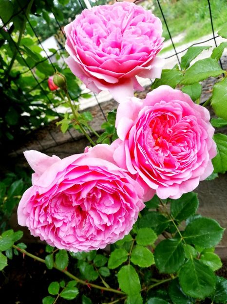  - Princess Alexandra of Kent