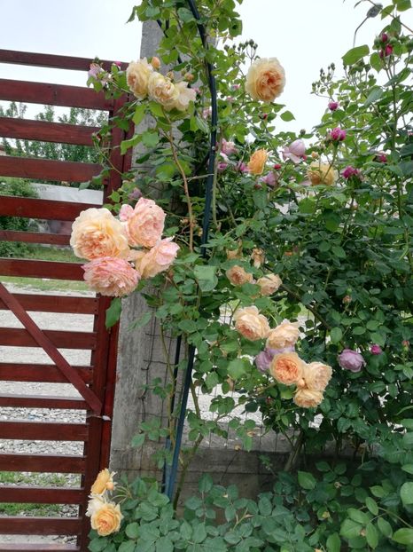  - Crown Princess Margareta