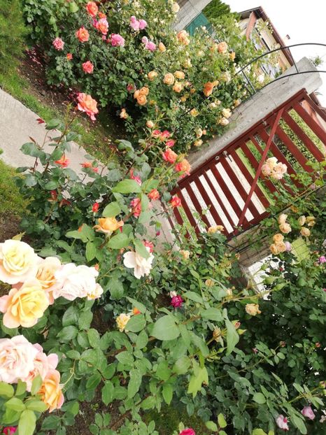  - Crown Princess Margareta