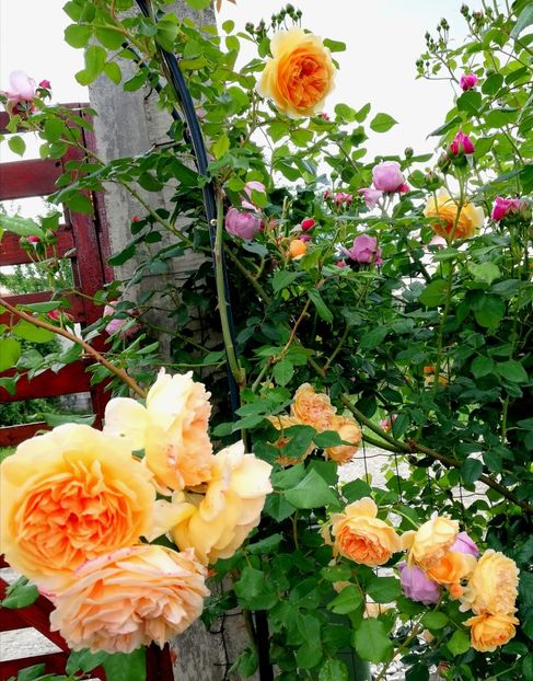  - Crown Princess Margareta
