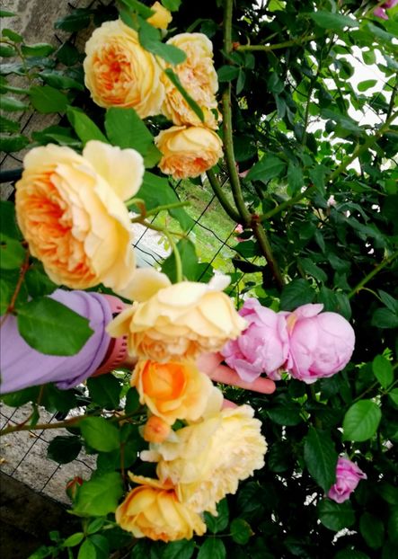  - Crown Princess Margareta